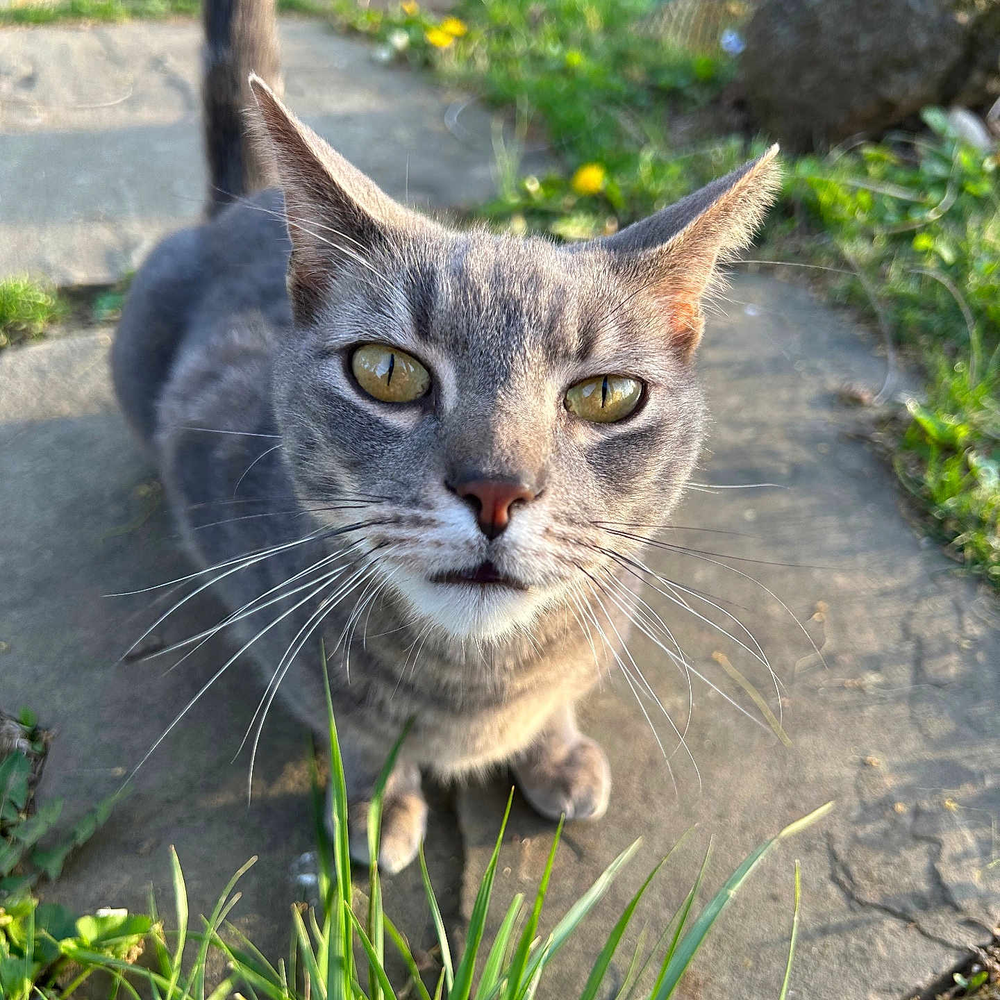 Toby is registered to the contest to win money with this photo: cat, gray_cat, animal, pet, outdoor, grass, stone_path, yellow_eyes, whiskers, sunlight, nature, close_up, curious, ears, face, fur, greenery, daylight, mammal