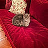 Toby is registered to the contest to win money with this photo: cat, gray_cat, tabby, couch, red_couch, floral_cushion, pillow, wooden_floor, indoor, pet, cozy, feline, fur, resting, home, living_room, animal, domestic_animal, relaxed, seat