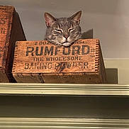 Toby is registered to the contest to win money with this photo: cat, wooden_box, gray_cat, shelf, sleepy, indoor, pet, animal, resting, feline, cozy, vintage, label, wood, closeup, face, head, quiet, domestic, cute