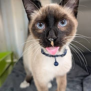 Toepac joined the competition — help win amazing prizes! cat, siamese_cat, blue_eyes, tongue_out, whiskers, collar, bell, close_up, portrait, pet, animal, feline, indoors, sitting, cream_fur, dark_face, pointed_ears, funny, sharp_focus, blurred_background