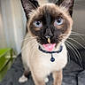 cat, siamese_cat, blue_eyes, tongue_out, whiskers, collar, bell, close_up, portrait, pet, animal, feline, indoors, sitting, cream_fur, dark_face, pointed_ears, funny, sharp_focus, blurred_background