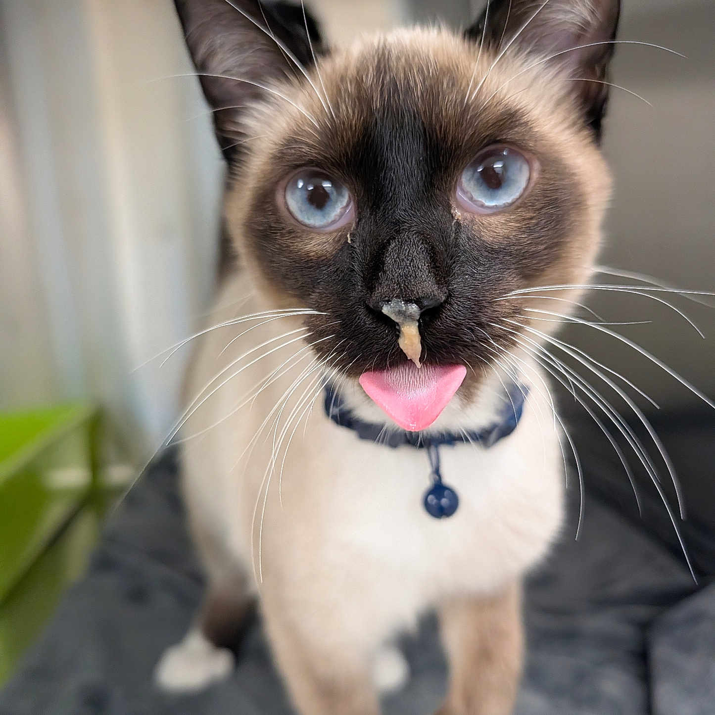 Toepac joined the competition — help win amazing prizes! cat, siamese_cat, blue_eyes, tongue_out, whiskers, collar, bell, close_up, portrait, pet, animal, feline, indoors, sitting, cream_fur, dark_face, pointed_ears, funny, sharp_focus, blurred_background