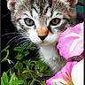 kitten, cat, animal, flower, greenery, pink_flower, close_up, whiskers, fur, curious, nature, outdoor, pet, portrait, young_cat, cute, eyes, plant, leaf, background_blur