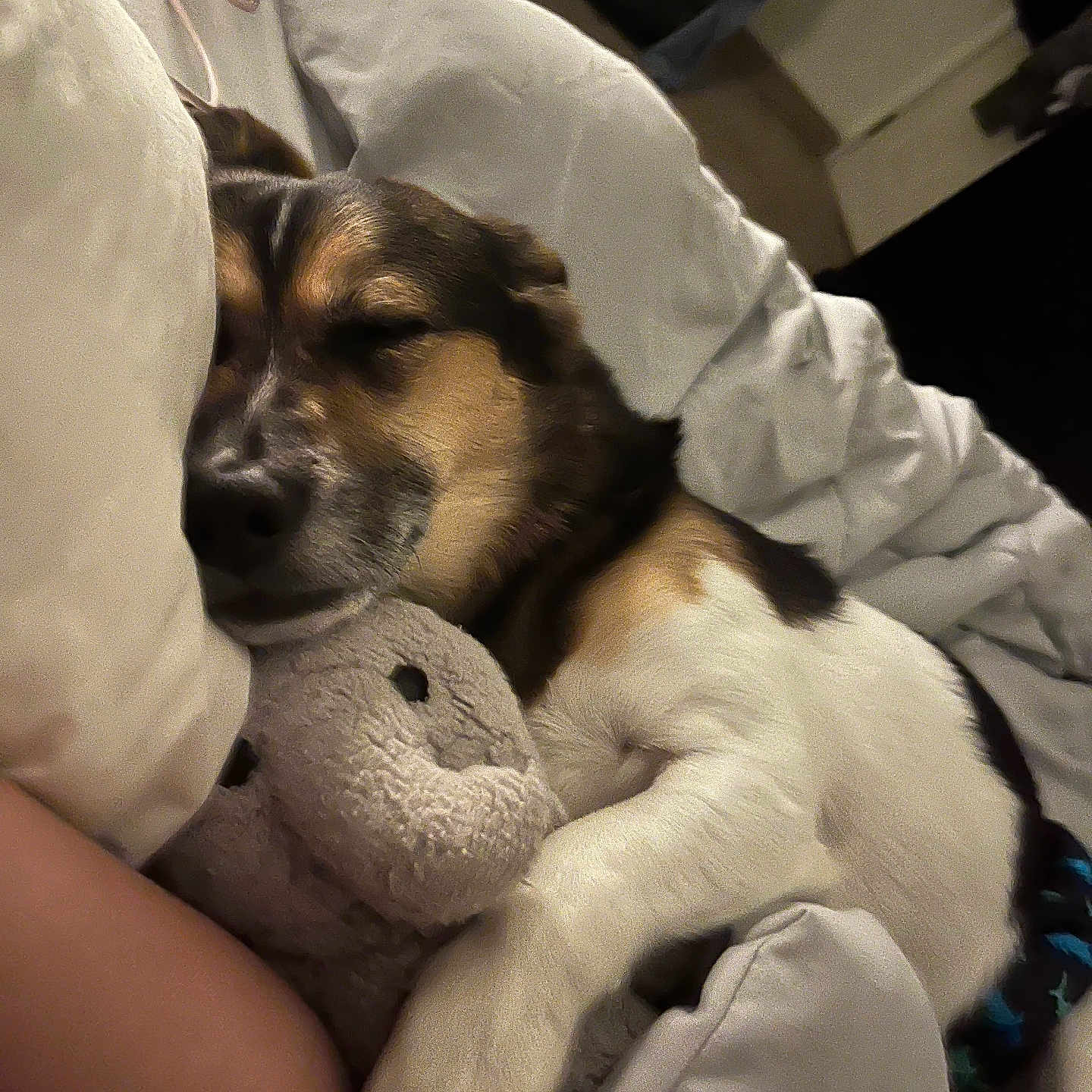 Pedro joined the competition — help win amazing prizes! animal, armchair, beagle, blanket, bodypart, canine, chair, couch, cushion, dog, finger, furniture, hand, homedecor, hound, husky, person, pet, puppy, sleeping