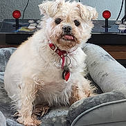 Lucy joined the competition — help win amazing prizes! animal, arcade_controller, collar, companion, cute, dog, dog_bed, fluffy, furniture, gray_bed, indoor, joystick, pet, playful, red_knob, relaxed, small_dog, tag, tongue_out, wooden_surface