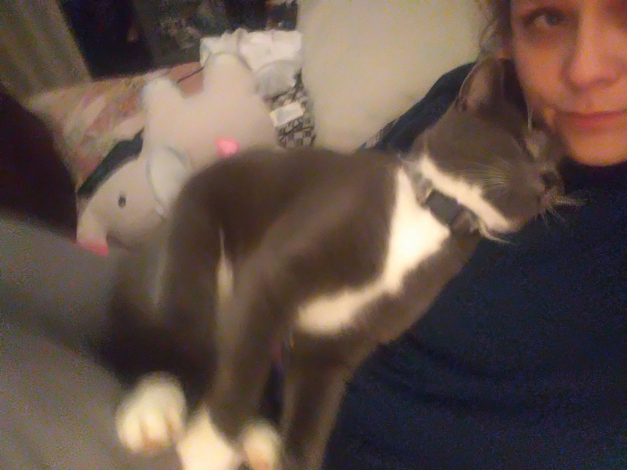 Alexzander is registered to the contest to win money with this photo: canidae, carnivore, comfort, companion_dog, dog_breed, domestic_short_haired_cat, ear, fawn, felidae, fur, human_leg, lap, paw, small_to_medium_sized_cats, smile, snout, sporting_group, tail, whiskers