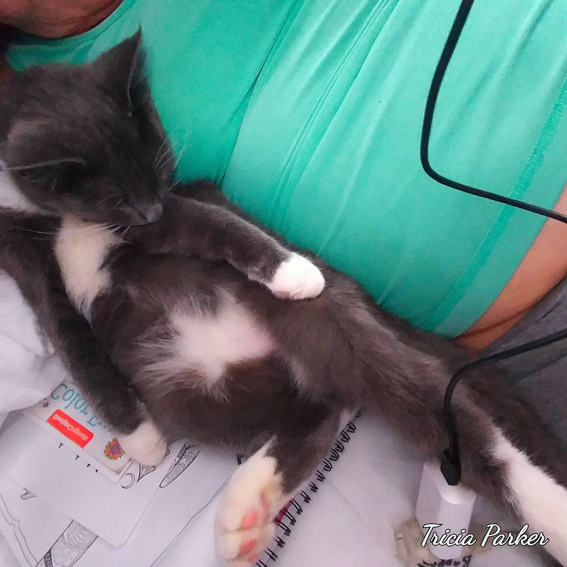 Alexzander is registered to the contest to win money with this photo: carnivore, cat, chair, claw, cloud, comfort, companion_dog, couch, domestic_short_haired_cat, electric_blue, felidae, fur, hand, human_leg, lap, paw, small_to_medium_sized_cats, tail, thigh, whiskers