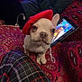 beret, closeup, colorful, cute, dog, home, indoor, patterned_fabric, person, pet, phone, plaid_pants, playing_game, puppy, red_beret, relaxed, small_dog, tablet, technology, white_dog