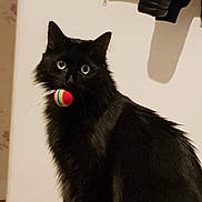 Blacky participe au concours pour gagner de l'argent avec cette photo : cat, black_cat, pet, indoor, animal, feline, toy, ball, curious, green_eyes, fur, sitting, looking, cute, domestic_animal, whiskers, playful, closeup, portrait, household