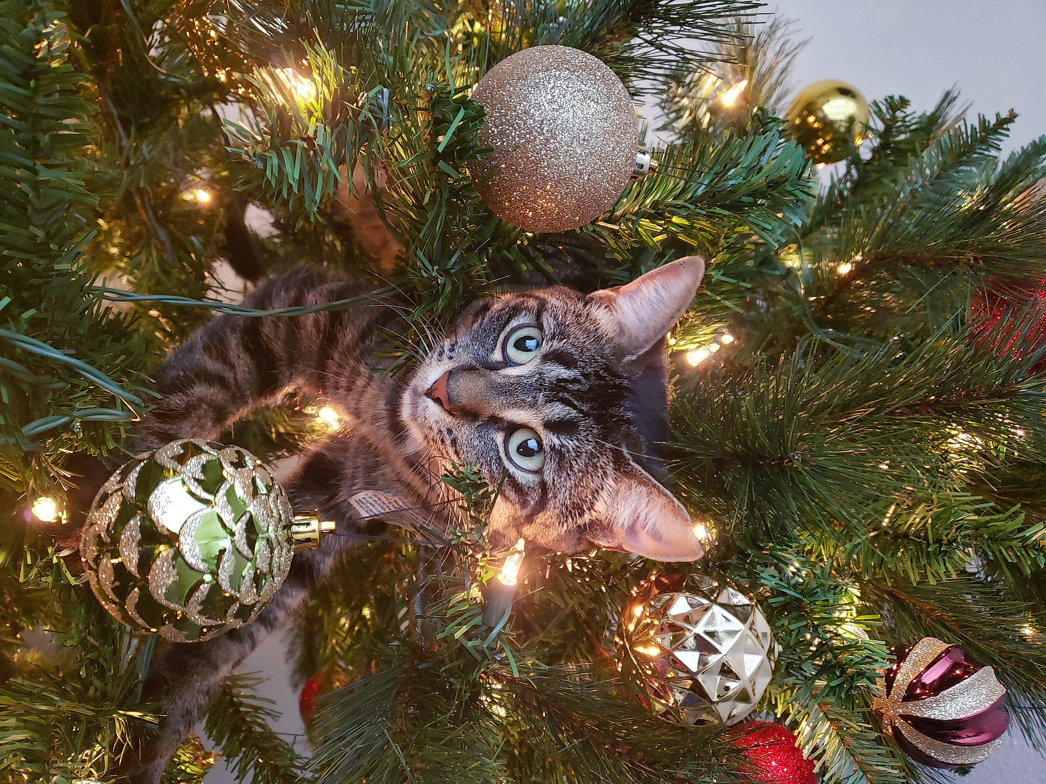 Esther joined the competition — help win amazing prizes! carnivore, cat, christmas, christmas_decoration, christmas_ornament, christmas_tree, conifer, event, evergreen, felidae, fir, fur, holiday, holiday_ornament, natural_material, organism, ornament, pine_family, small_to_medium_sized_cats, woody_plant