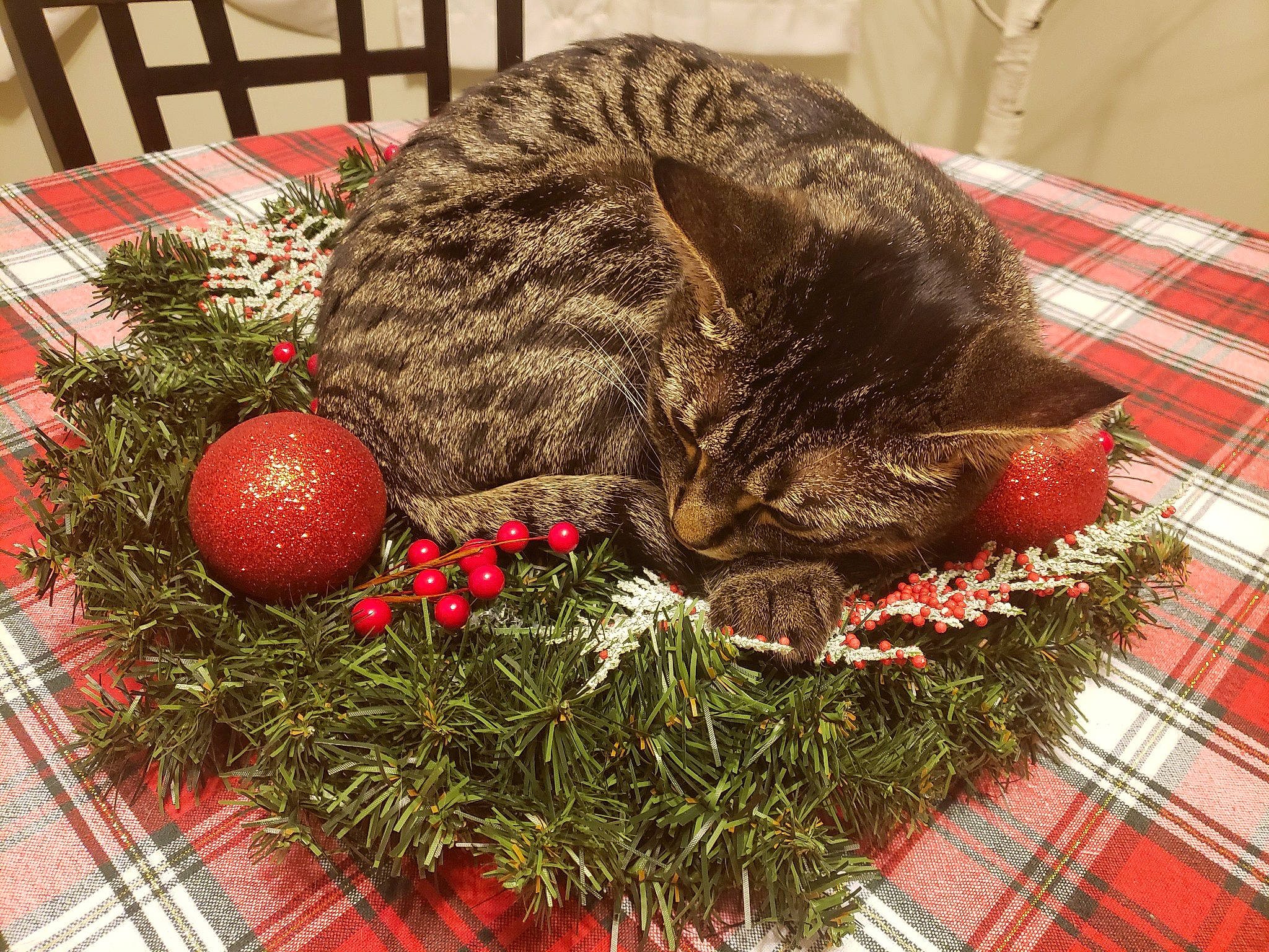 Esther joined the competition — help win amazing prizes! carnivore, cat, christmas, christmas_decoration, conifer, design, felidae, fruit, fur, home_accessories, linens, pattern, pine_family, plaid, produce, small_to_medium_sized_cats, tablecloth, tartan, textile, whiskers