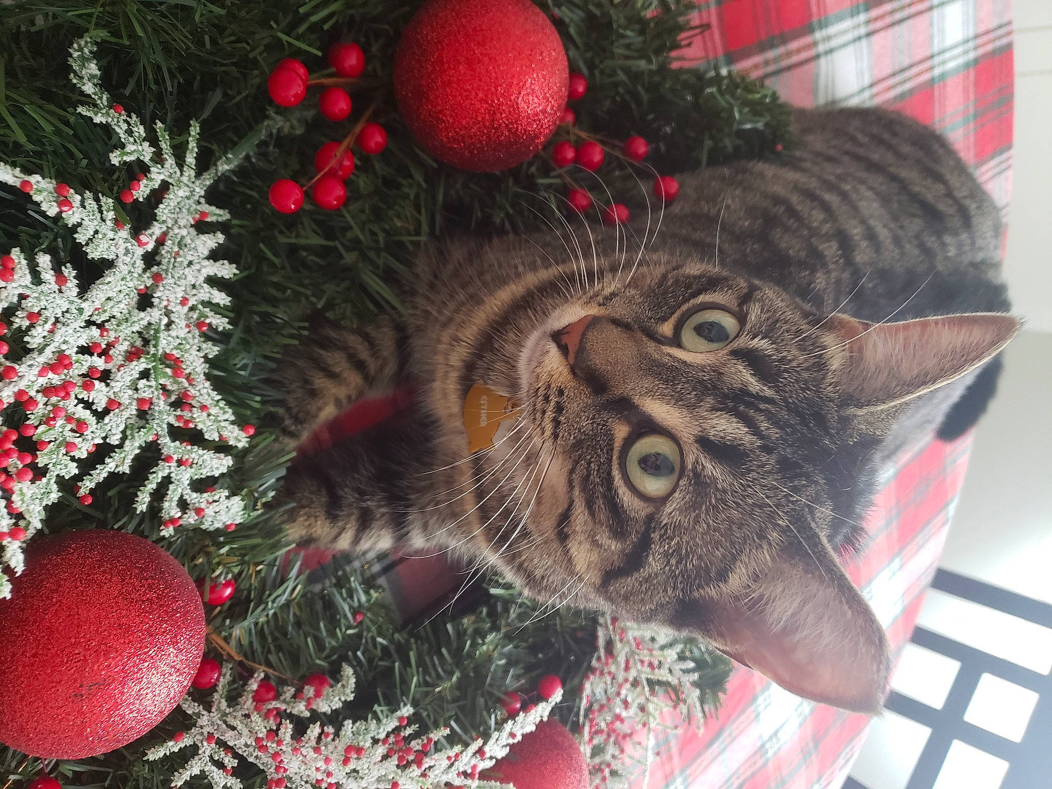 Esther is registered to the contest to win money with this photo: carnivore, cat, christmas, christmas_decoration, christmas_eve, christmas_ornament, christmas_tree, conifer, domestic_short_haired_cat, felidae, fir, fur, holiday, holiday_ornament, interior_design, ornament, pine_family, small_to_medium_sized_cats, sphere, whiskers
