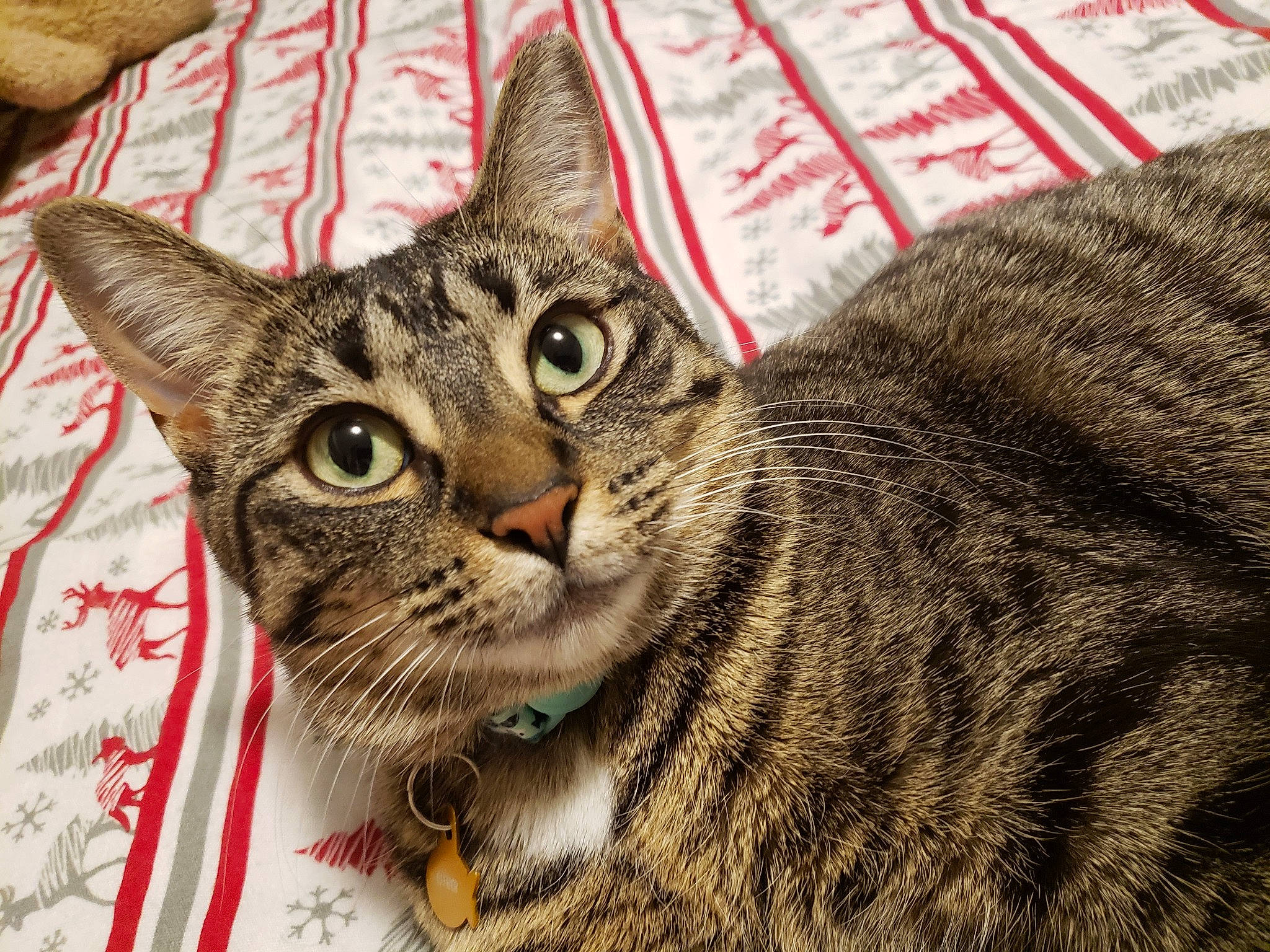 Esther joined the competition — help win amazing prizes! carnivore, cat, domestic_short_haired_cat, felidae, fur, home_accessories, linens, small_to_medium_sized_cats, snout, tabby_cat, vertebrate, whiskers