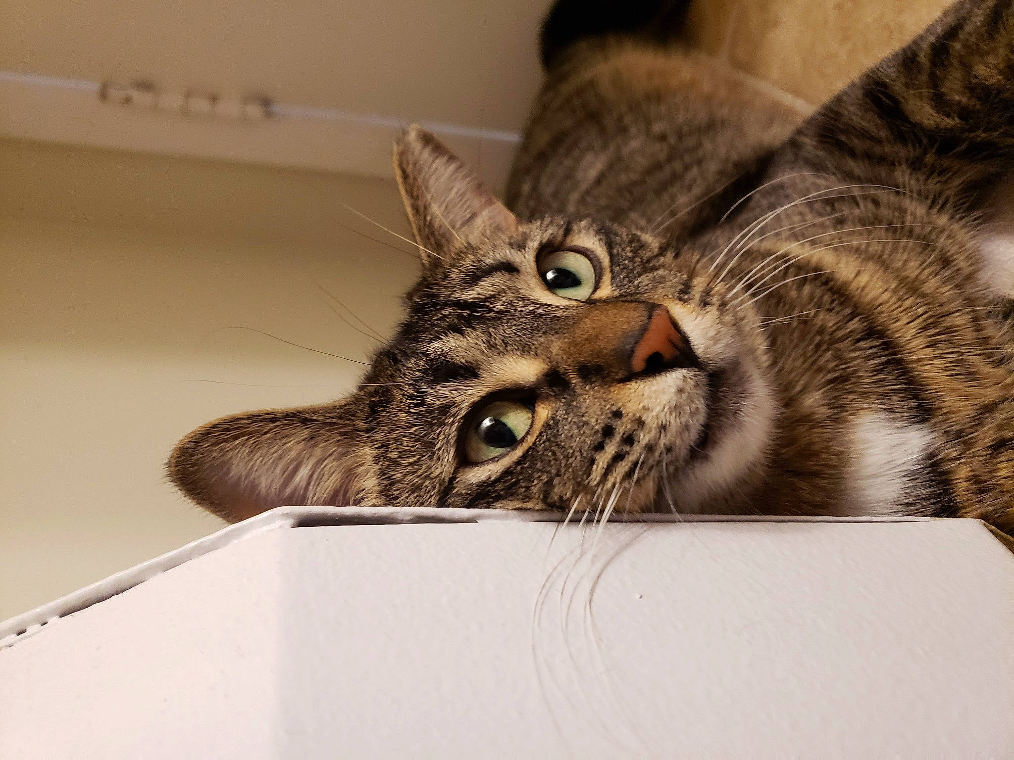 Esther joined the competition — help win amazing prizes! carnivore, cat, curious, domestic_short_haired_cat, felidae, fur, small_to_medium_sized_cats, snout, tabby_cat, vertebrate, whiskers