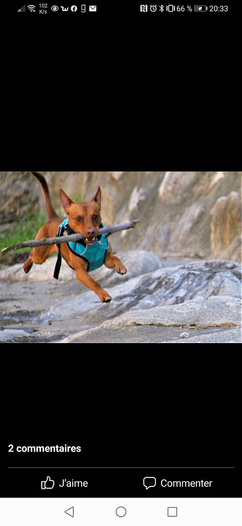 Osak a rejoint le concours — aidez-le/la à gagner de superbes lots ! bedrock, canidae, carnivore, collar, companion_dog, dog, dog_breed, dog_clothes, dog_collar, dog_supply, fawn, geological_phenomenon, hunting_dog, leash, liver, pet_supply, snout, sporting_group, toy, working_animal