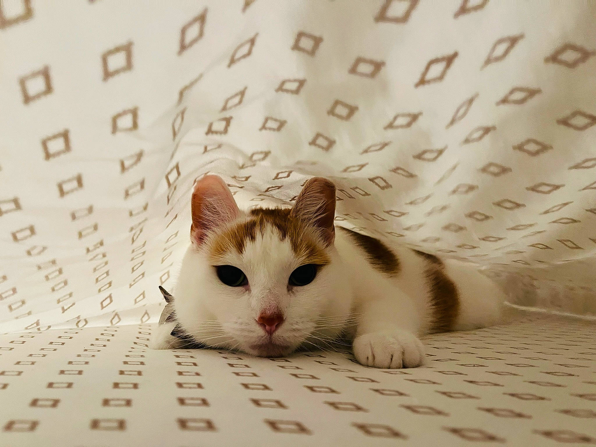 Paisley Rae is registered to the contest to win money with this photo: carnivore, cat, comfort, domestic_short_haired_cat, fawn, felidae, flooring, fur, pattern, paw, small_to_medium_sized_cats, tail, terrestrial_animal, whiskers, wood