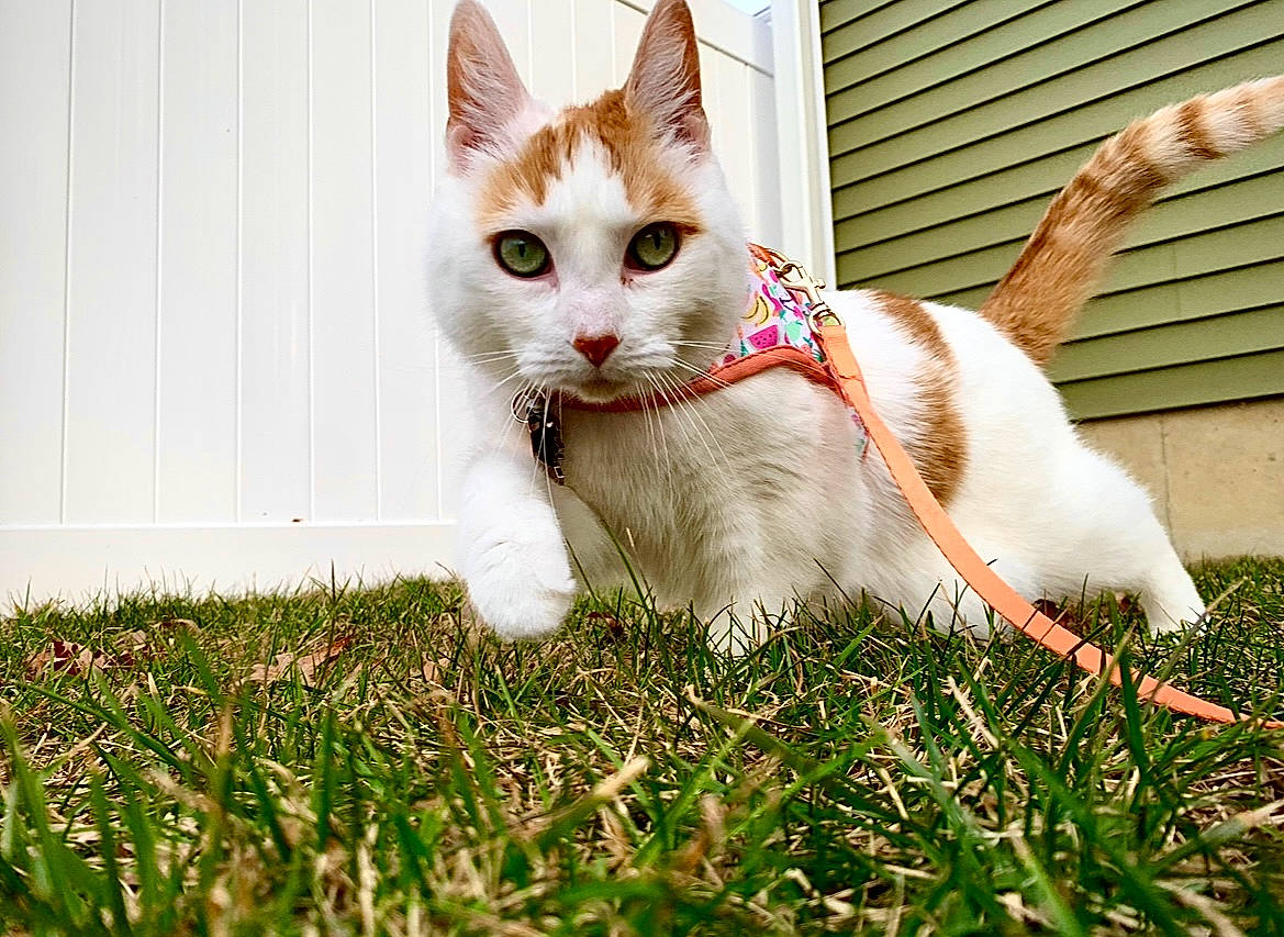 Paisley Rae joined the competition — help win amazing prizes! carnivore, cat, domestic_short_haired_cat, fawn, felidae, foot, fur, grass, human_leg, lawn, paw, people_in_nature, plant, sitting, small_to_medium_sized_cats, snout, tail, tree, whiskers