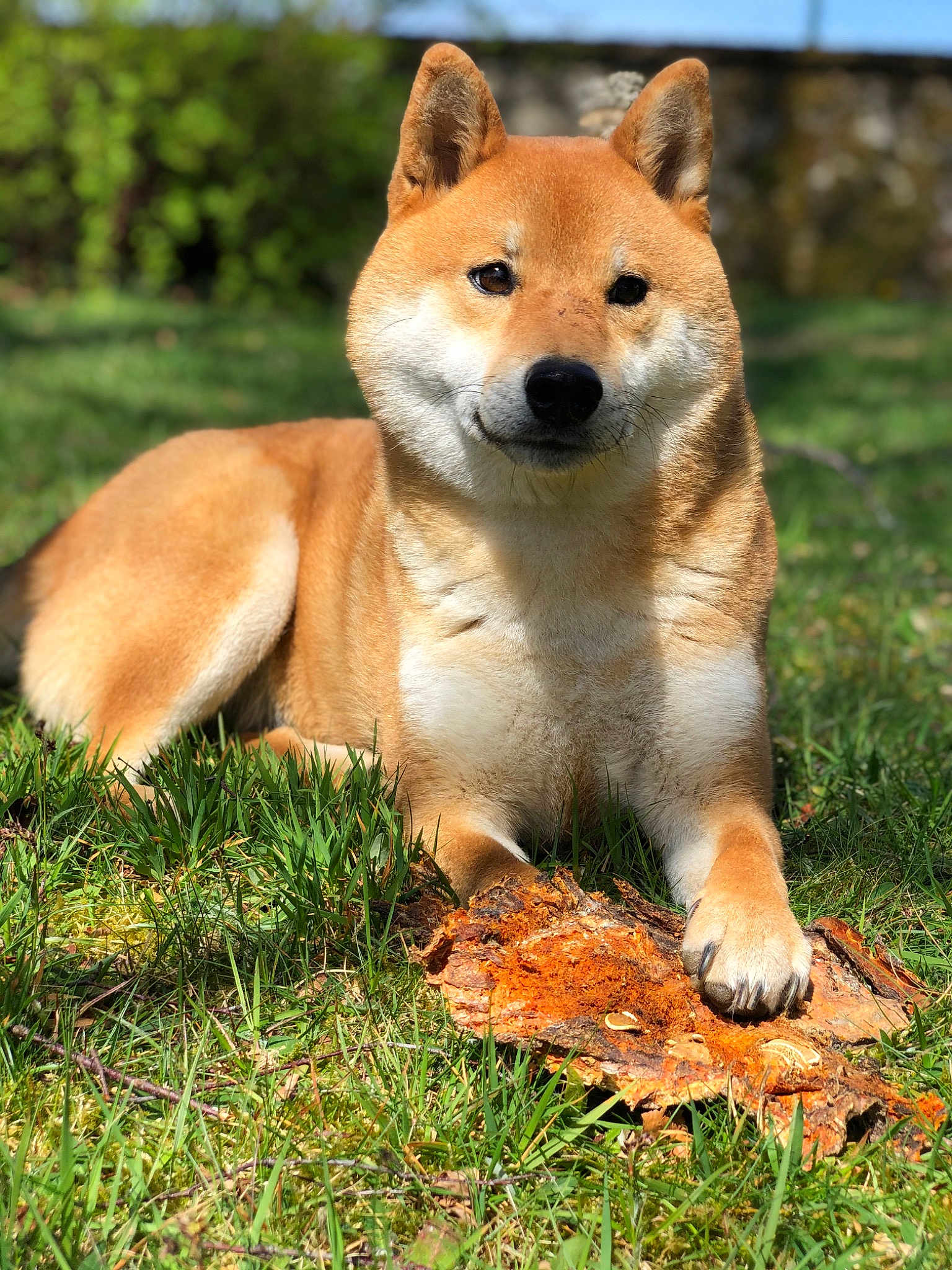 Mitsu