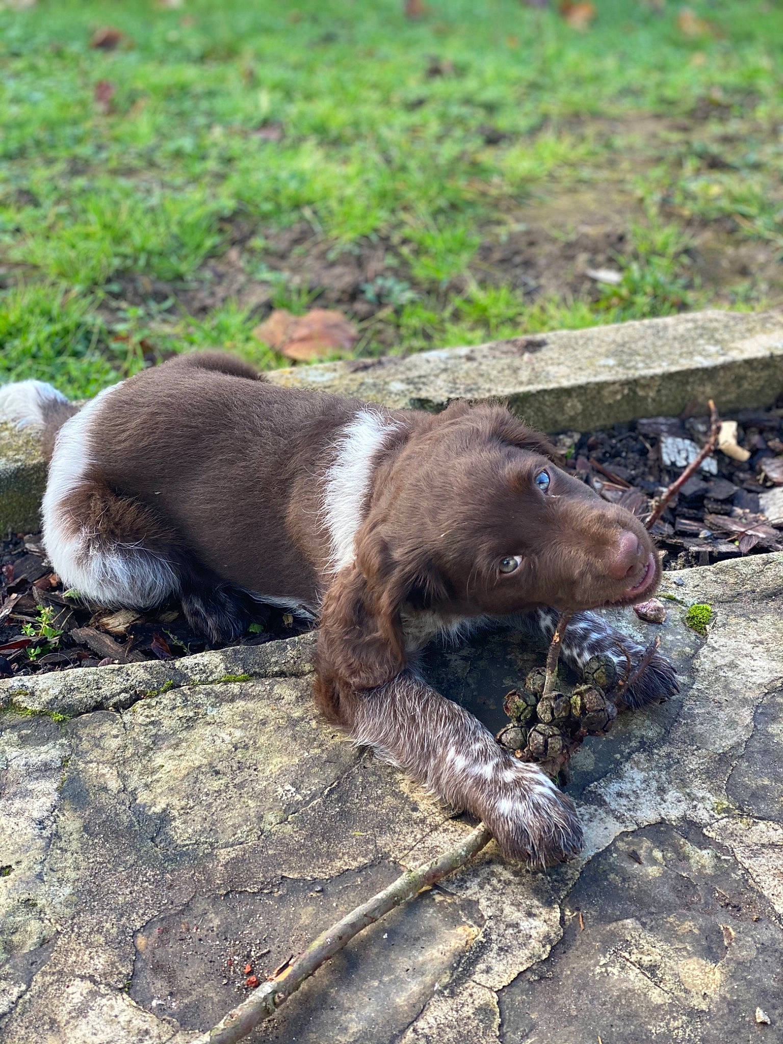 Rakan a rejoint le concours — aidez-le/la à gagner de superbes lots ! american_mink, carnivore, claw, dog_breed, fur, giant_otter, grass, groundcover, liver, mustelidae, natural_material, plant, snout, soil, sporting_group, tail, terrestrial_animal, wildlife, wood