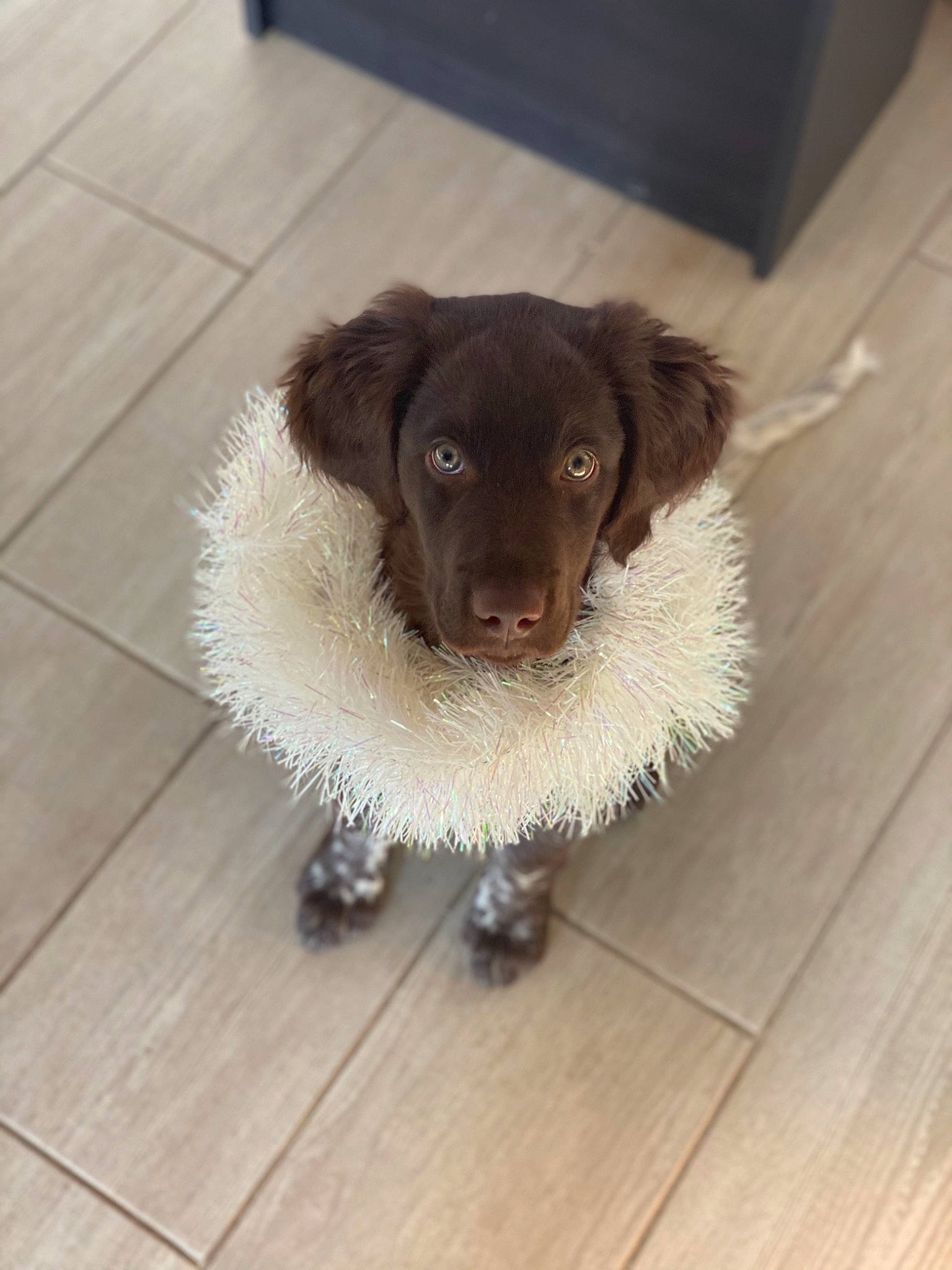 Rakan participe au concours pour gagner de l'argent avec cette photo : carnivore, companion_dog, dog, dog_breed, door_mat, fawn, floor, flooring, fur, hardwood, laminate_flooring, liver, plank, snout, tile_flooring, varnish, whiskers, wood, wood_flooring, wood_stain