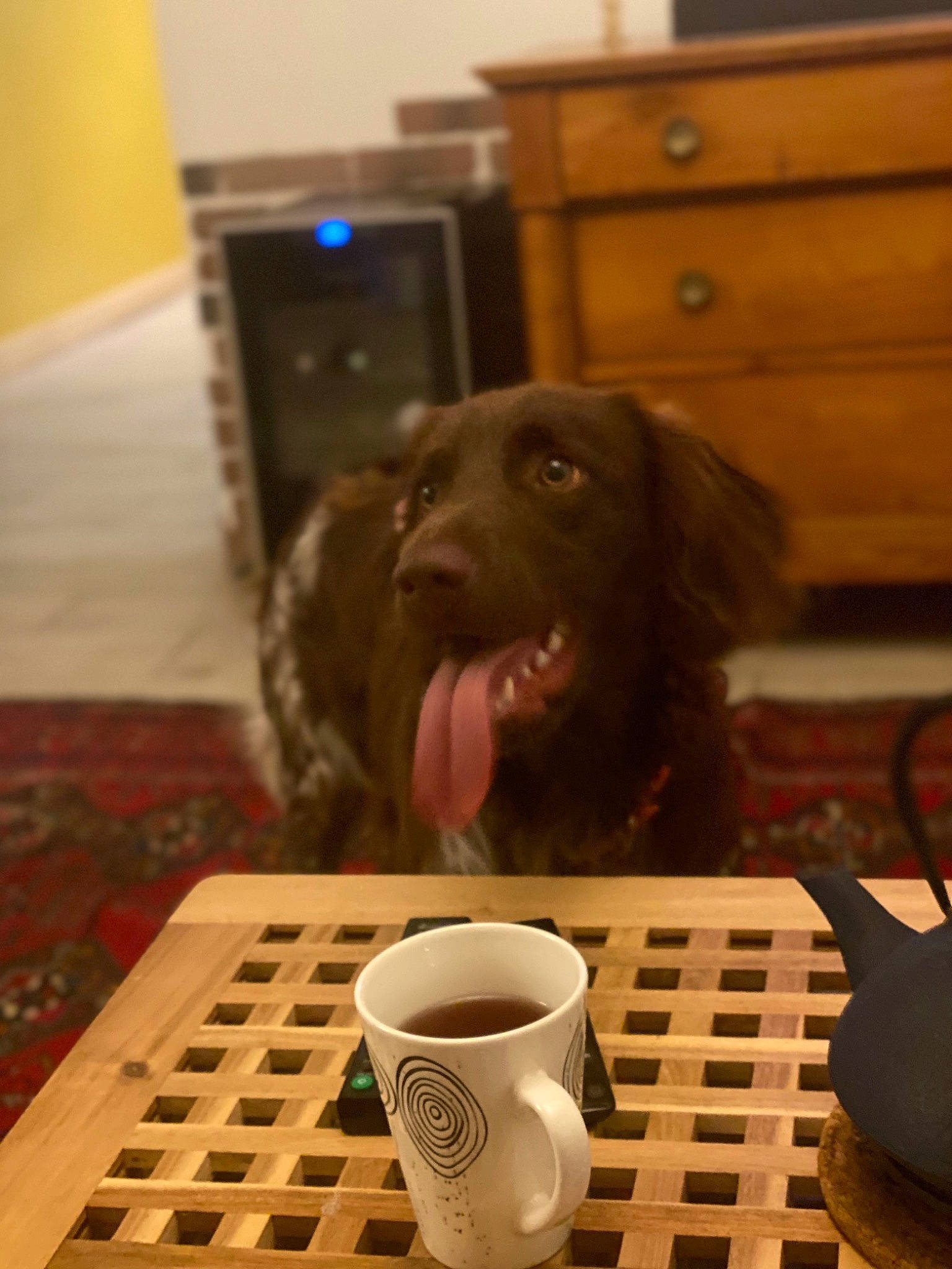 Rakan participe au concours pour gagner de l'argent avec cette photo : cabinetry, carnivore, coffee, coffee_cup, companion_dog, cup, dog, dog_breed, drawer, drink, drinkware, flooring, hardwood, java_coffee, kona_coffee, liver, serveware, tableware, wood, wood_stain