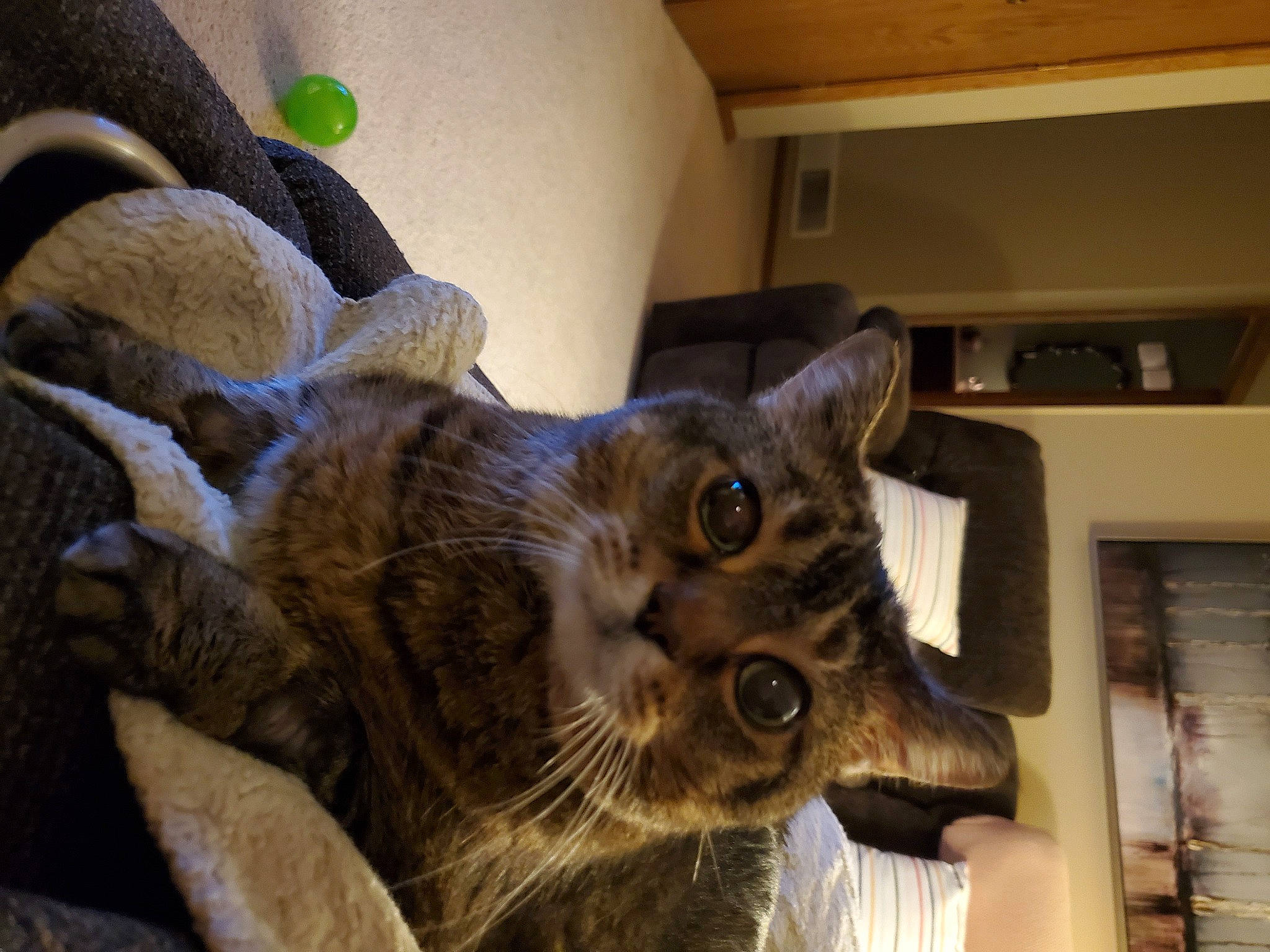 Jada is registered to the contest to win money with this photo: cabinetry, carnivore, cat, cat_supply, claw, comfort, domestic_short_haired_cat, fawn, felidae, fur, kitchen_appliance, room, small_to_medium_sized_cats, tail, terrestrial_animal, whiskers, wood