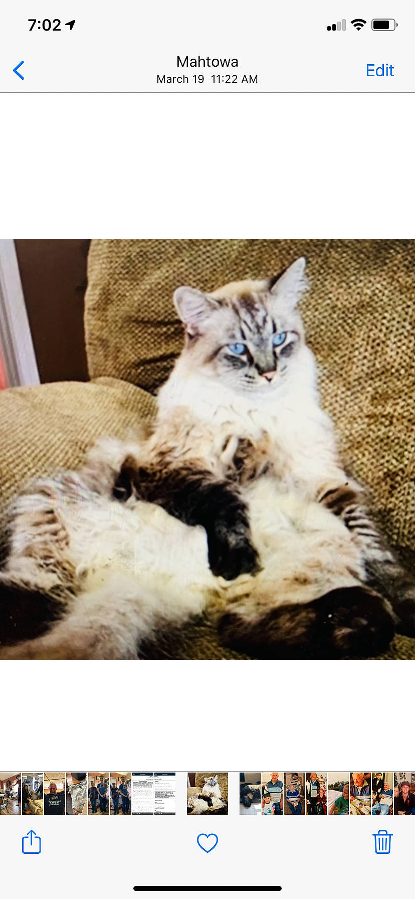 Romeo joined the competition — help win amazing prizes! art, carnivore, cat, comfort, couch, domestic_short_haired_cat, felidae, fur, grass, happy, paw, plant, sitting, small_to_medium_sized_cats, snout, tableware, tail, terrestrial_animal, whiskers, wildlife