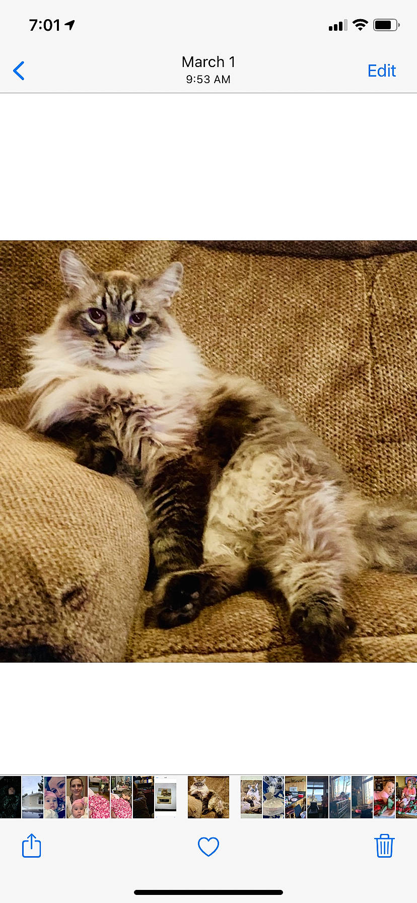 Romeo joined the competition — help win amazing prizes! carnivore, cat, claw, comfort, domestic_short_haired_cat, fawn, felidae, fur, grass, monochrome, monochrome_photography, paw, photo_caption, small_to_medium_sized_cats, snout, tail, terrestrial_animal, whiskers, wildlife, wood