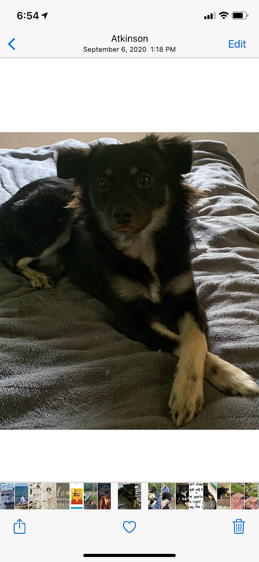 Max joined the competition — help win amazing prizes! borador, canidae, carnivore, comfort, companion_dog, dog, dog_breed, fur, guard_dog, paw, snout, sporting_group, street_dog, terrestrial_animal, toy_dog, watch, whiskers, working_animal, working_dog