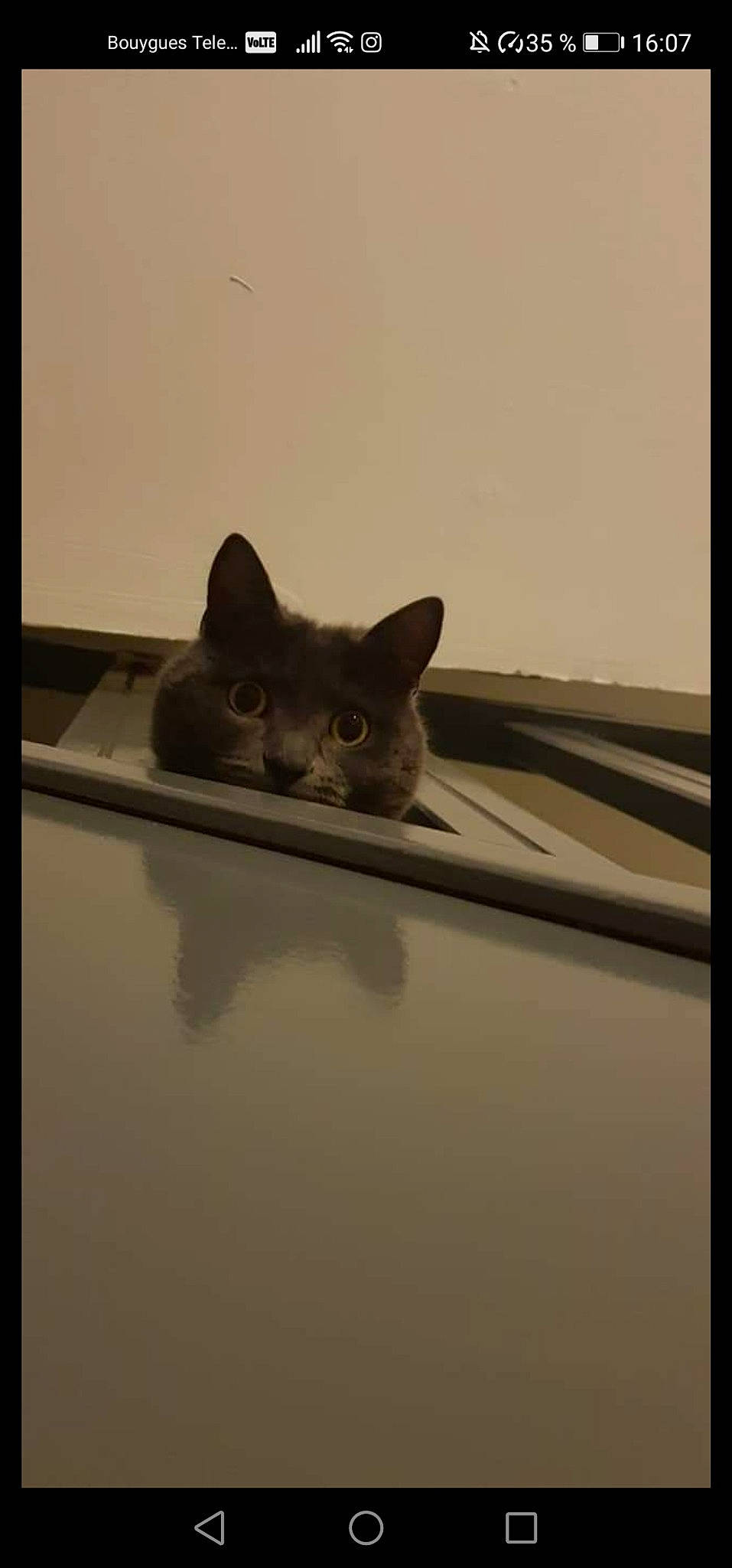 Izy participe au concours pour gagner de l'argent avec cette photo : carnivore, cat, domestic_short_haired_cat, fawn, felidae, fur, grey, metal, paw, rectangle, room, small_to_medium_sized_cats, snout, tail, visual_arts, whiskers, window, wood