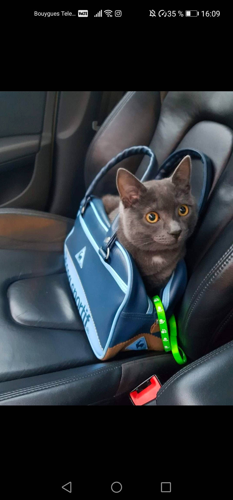 Izy a rejoint le concours — aidez-le/la à gagner de superbes lots ! auto_part, automotive_exterior, automotive_lighting, automotive_mirror, carnivore, cat, comfort, electric_blue, felidae, fixture, grey, motor_vehicle, personal_luxury_car, russian_blue, small_to_medium_sized_cats, snout, vehicle, vehicle_door, whiskers, windshield