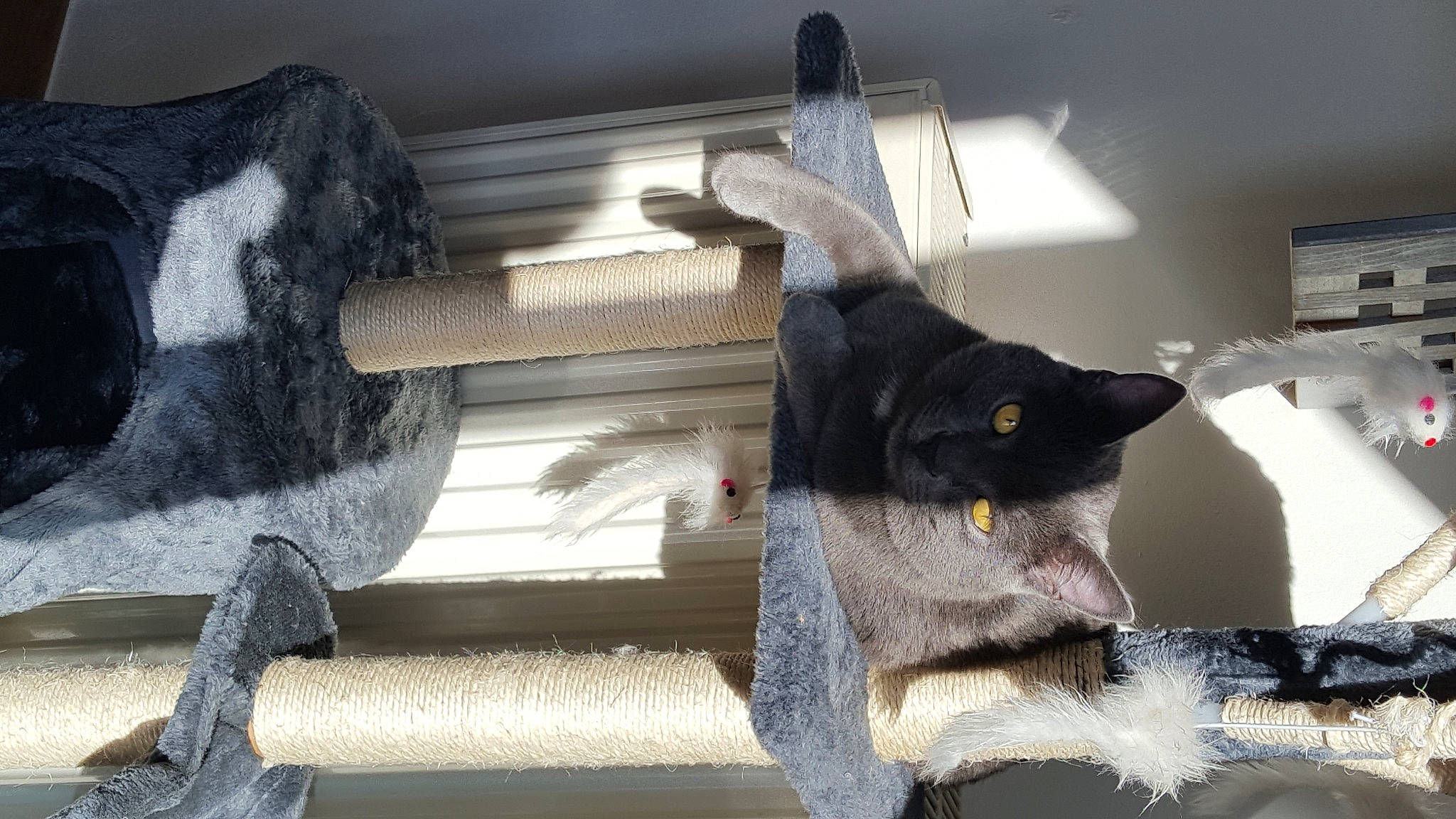 Izy a rejoint le concours — aidez-le/la à gagner de superbes lots ! art, black_cat, carnivore, cat, cat_supply, claw, domestic_short_haired_cat, felidae, fur, grey, mechanical_fan, metal, room, sculpture, small_to_medium_sized_cats, tail, whiskers, wood