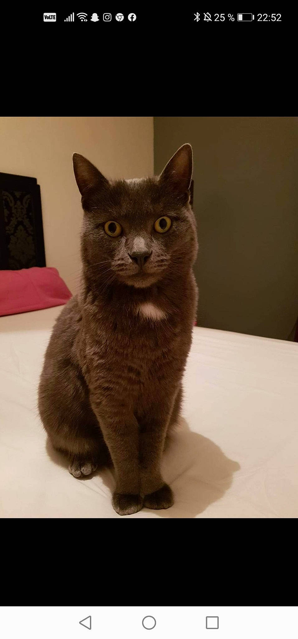 Izy a rejoint le concours — aidez-le/la à gagner de superbes lots ! carnivore, cat, domestic_short_haired_cat, felidae, fur, grey, russian_blue, small_to_medium_sized_cats, snout, tail, terrestrial_animal, whiskers