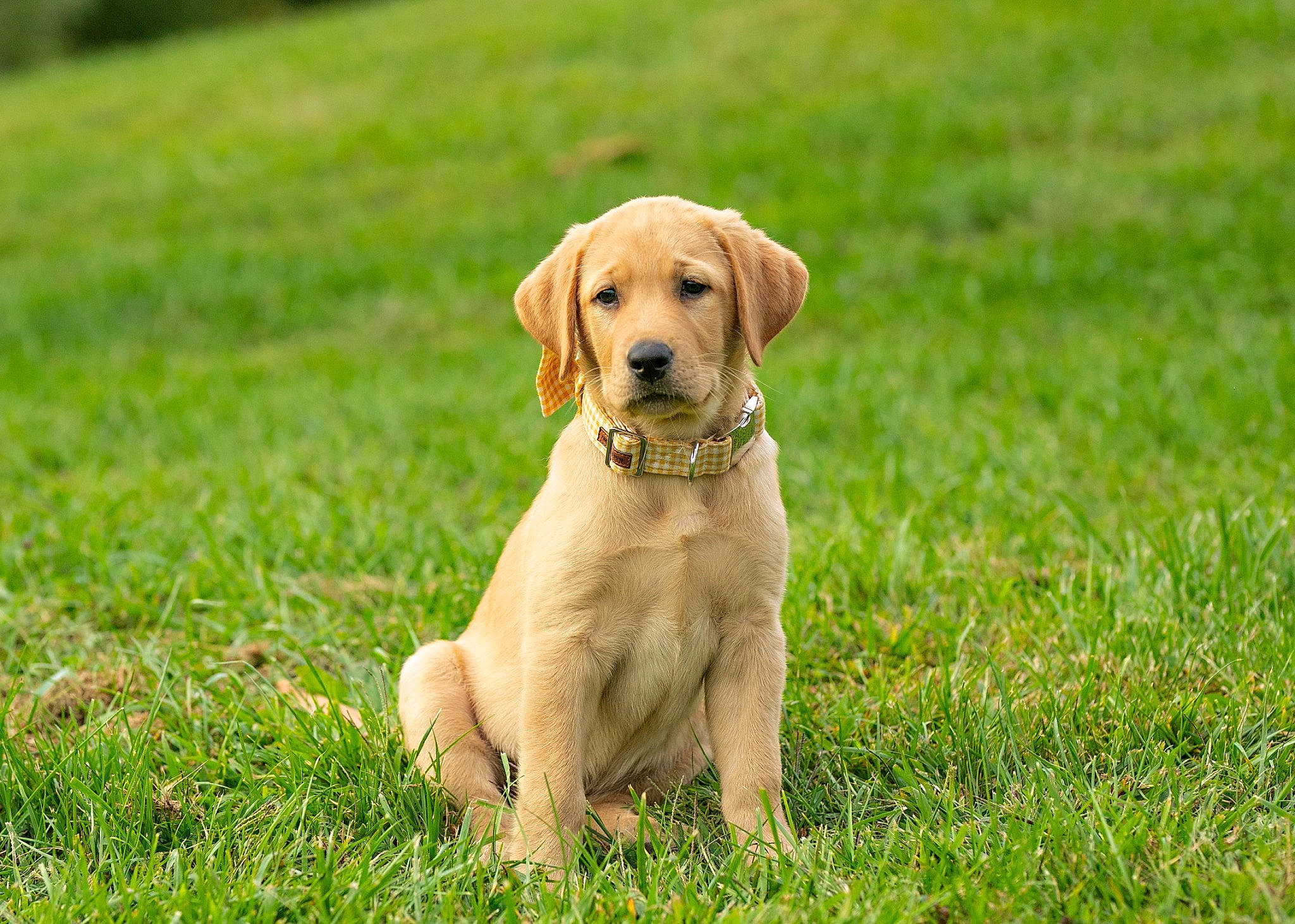 Nala joined the competition — help win amazing prizes! canidae, carnivore, collar, companion_dog, dog, dog_breed, dog_collar, fawn, grass, grassland, groundcover, gun_dog, liver, pasture, plant, prairie, retriever, sporting_group, terrestrial_animal, working_animal