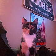 Callie is registered to the contest to win money with this photo: cat, calico_cat, indoor, sofa, poster, wall, sitting, portrait, ears, whiskers, fur, eyes, cushion, room, decor, pink_lighting, sign, pet, cute, closeup