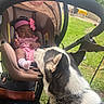 Keana joined the competition — help win amazing prizes! baby, infant, sleeping, child, car_seat, stroller, dog, black_and_white_dog, pet, outdoors, grass, sunlight, pink_outfit, headband, bow, socks, portrait, family, vehicle, companion