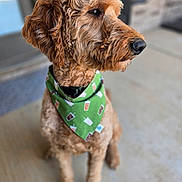 Max joined the competition — help win amazing prizes! attentive, bandana, blurred_background, brown_fur, close_up, collar, concrete_floor, curly_fur, dog, domestic_animal, eyes, floppy_ears, goldendoodle, green_bandana, nose, pet, porch, portrait, shallow_depth_of_field, sitting
