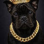 Frankie joined the competition — help win amazing prizes! dog, black_dog, crown, gold_chain, portrait, animal, pet, jewelry, accessory, close_up, studio, luxury, regal, majestic, cute, brown_eyes, ears, fur, expression, dark_background