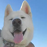 Diogi joined the competition — help win amazing prizes! dog, white_dog, tongue_out, smiling, collar, heart_tag, pet, animal, outdoor, blue_sky, happy, close_up, face, ears, snout, person_arm, holding, daylight, nature, canine