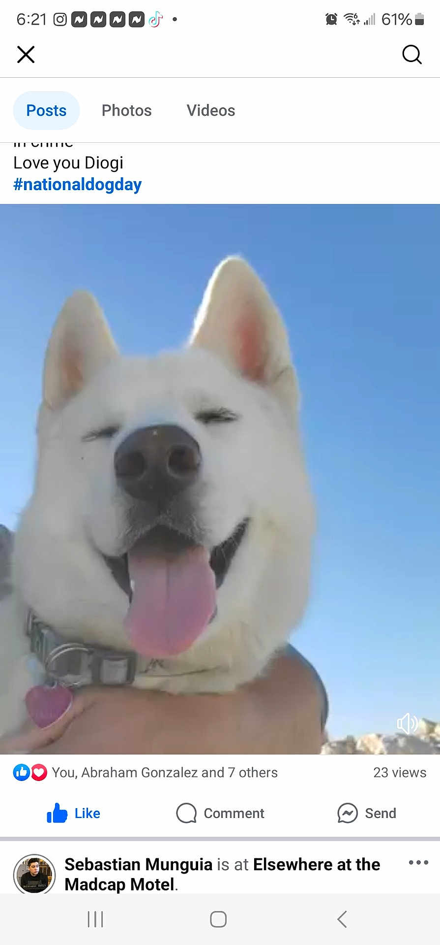 Diogi joined the competition — help win amazing prizes! dog, white_dog, tongue_out, smiling, collar, heart_tag, pet, animal, outdoor, blue_sky, happy, close_up, face, ears, snout, person_arm, holding, daylight, nature, canine