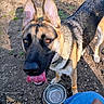 german_shepherd, dog, canine, pet, animal, tongue_out, water_bowl, outdoor, dirt_ground, sunlight, shadow, ear, paw, fur, closeup, looking_up, happy, companion, jeans, human_hand
