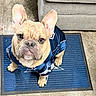 adorable, animal, attention, blue_jersey, canine, cute, dallas_cowboys, dog, domestic_animal, ears, floor, french_bulldog, fur, indoor, looking_up, mat, pet, portrait, sitting, sportswear