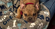 Scrappy Doo Vasquez is registered to the contest to win money with this photo: animal, blanket, canine, closeup, comfort, couch, cozy, dog, ears, french_bulldog, fur, indoor, pet, puppy, red_collar, resting, sleepy, snuggled, soft, wrinkles