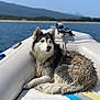 animal, blue_sky, boat, calm, canine, daytime, dog, husky, inflatable_boat, mountains, nature, outdoor, pet, relaxing, sea, summer, travel, vacation, water, wet_fur