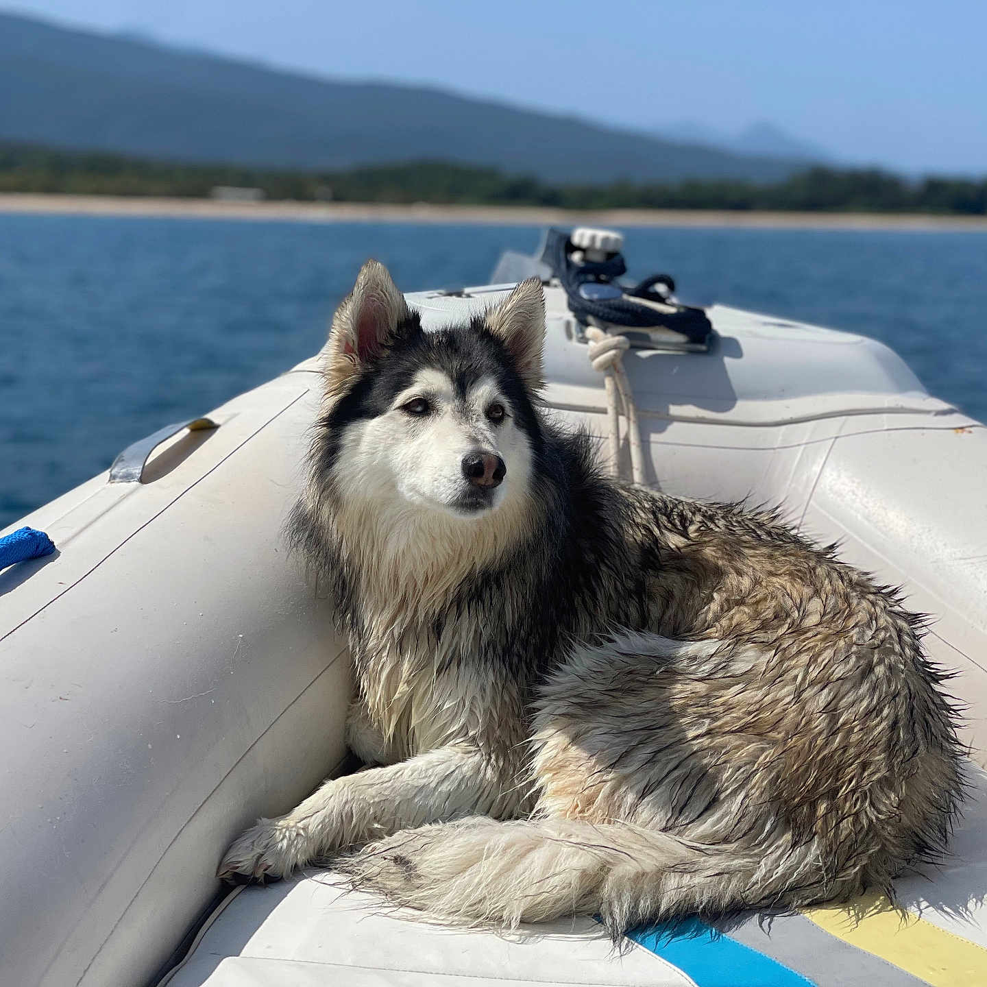 Youky a rejoint le concours — aidez-le/la à gagner de superbes lots ! animal, blue_sky, boat, calm, canine, daytime, dog, husky, inflatable_boat, mountains, nature, outdoor, pet, relaxing, sea, summer, travel, vacation, water, wet_fur