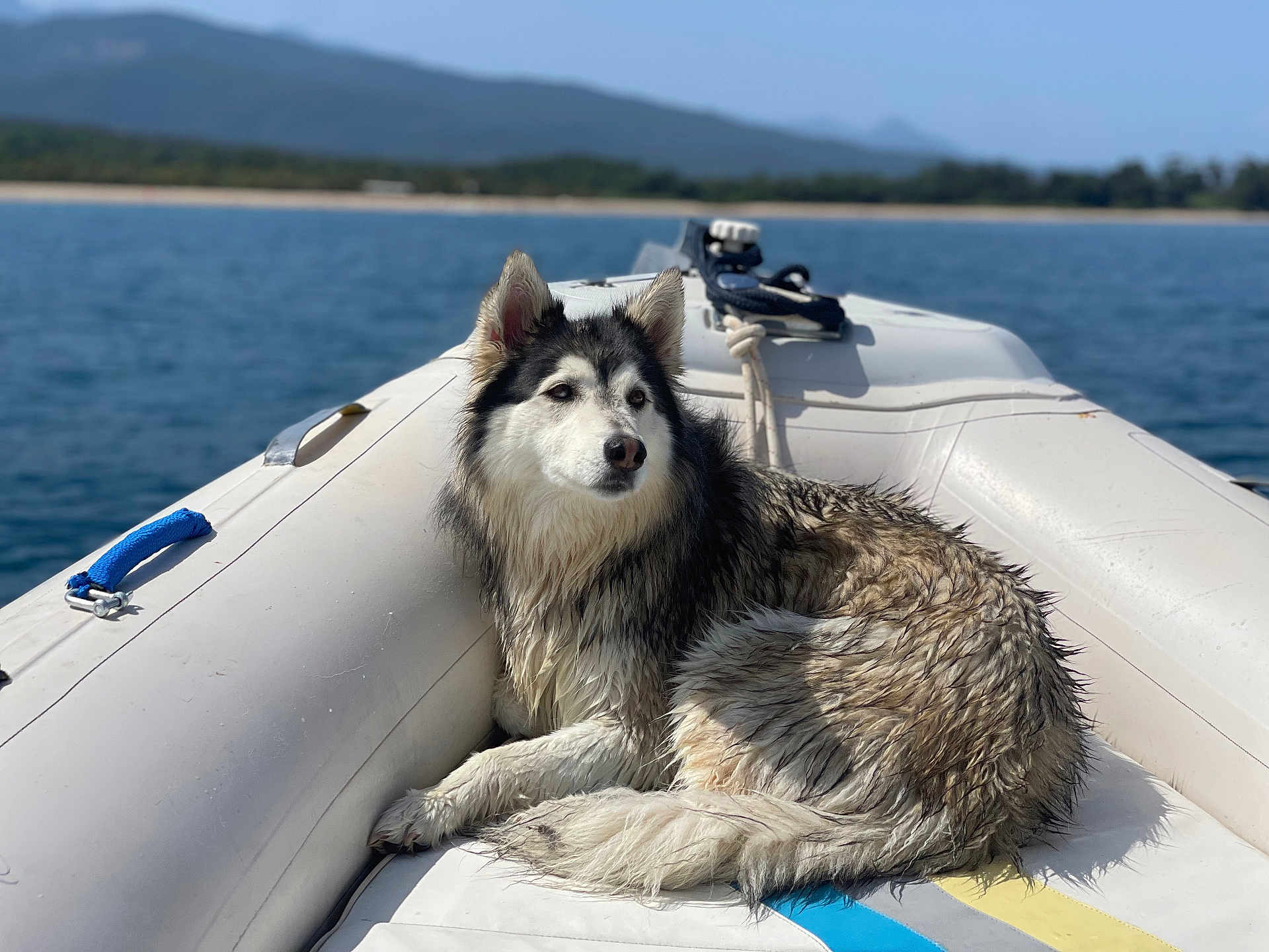 Youky a rejoint le concours — aidez-le/la à gagner de superbes lots ! animal, blue_sky, boat, calm, canine, daytime, dog, husky, inflatable_boat, mountains, nature, outdoor, pet, relaxing, sea, summer, travel, vacation, water, wet_fur