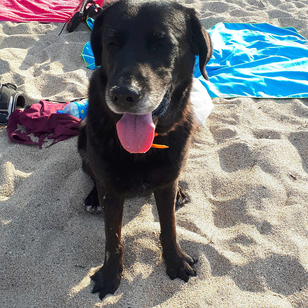 Zoko a rejoint le concours — aidez-le/la à gagner de superbes lots ! animal, baby, beach, canine, clothing, coast, dog, face, head, labradorretriever, nature, outdoors, person, pet, puppy, sea, shoreline, shorts, summer, water