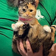 Mittens is registered to the contest to win money with this photo: cat, kitten, calico, animal, pet, portrait, held, person, beard, green_shirt, collar, pink_collar, indoor, close_up, cute, fluffy, whiskers, ears, paws, hands