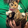cat, kitten, calico, animal, pet, portrait, held, person, beard, green_shirt, collar, pink_collar, indoor, close_up, cute, fluffy, whiskers, ears, paws, hands