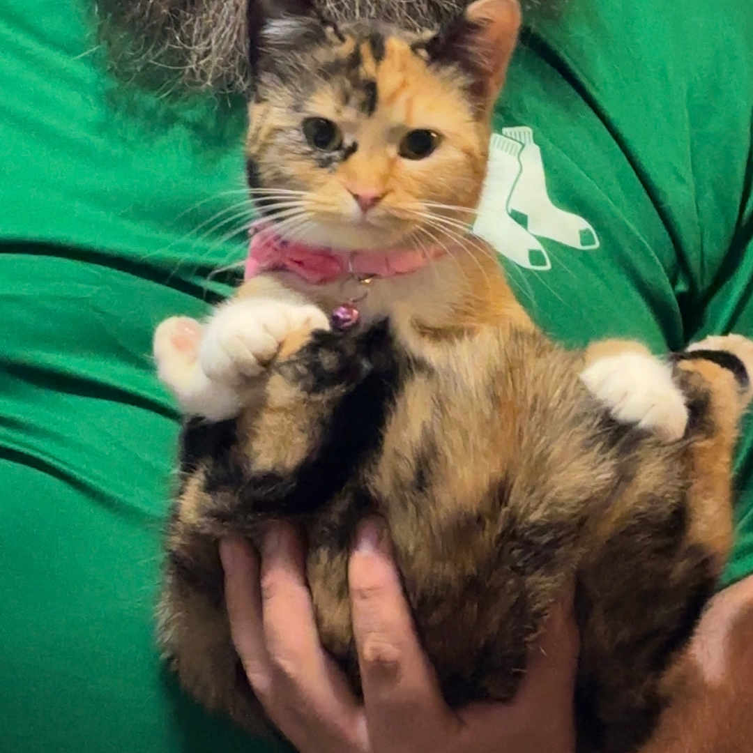 Mittens